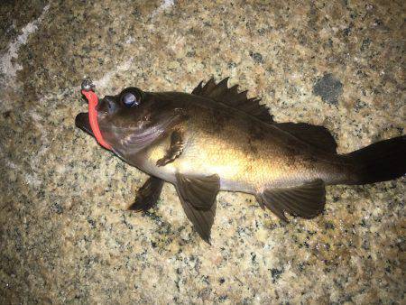 強風下でメバリング