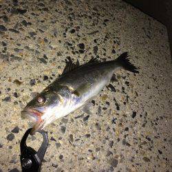 シーバス【セイゴ】