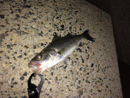 シーバス【セイゴ】