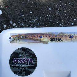 スピンパデビュー戦