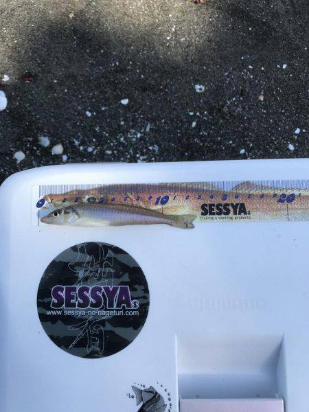 スピンパデビュー戦