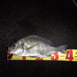 神戸湾奥チニング渋いながら2枚