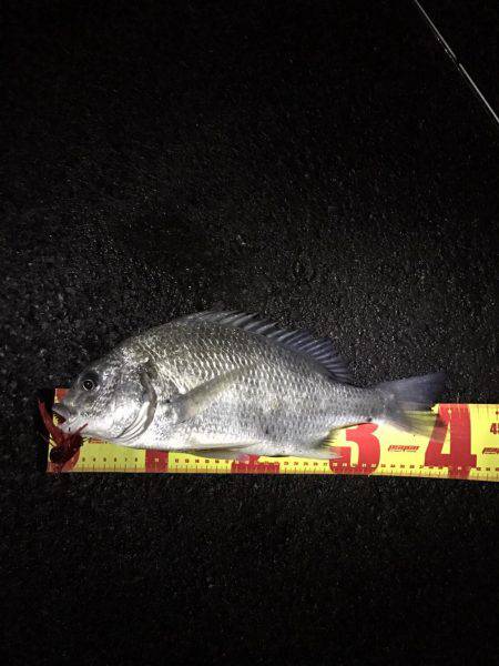 神戸湾奥チニング渋いながら2枚