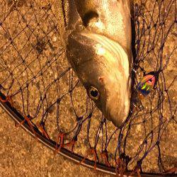 ポートアイランド北公園、マイクロベイトパターンでシーバス