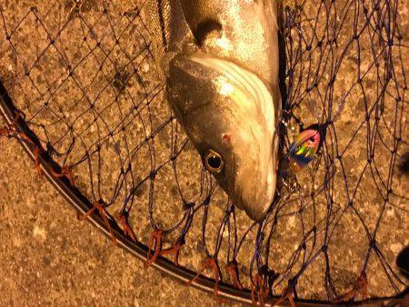 ポートアイランド北公園、マイクロベイトパターンでシーバス