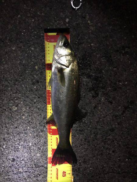 神戸湾奥バチパターン開幕