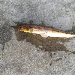 ショアジギング