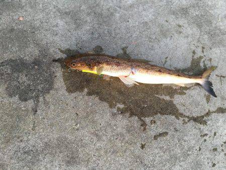 ショアジギング