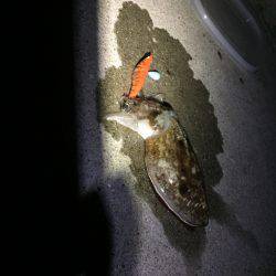 今年初のエギング！