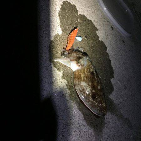 今年初のエギング！