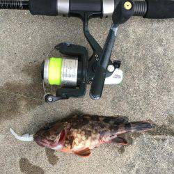 田井でロックフィッシュ