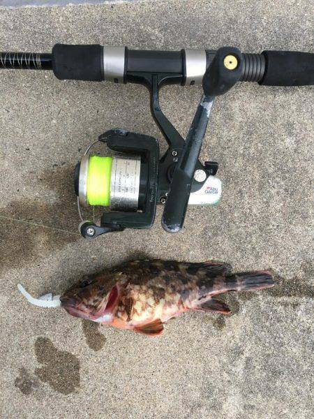 田井でロックフィッシュ