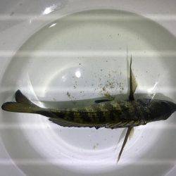 初めての天橋立