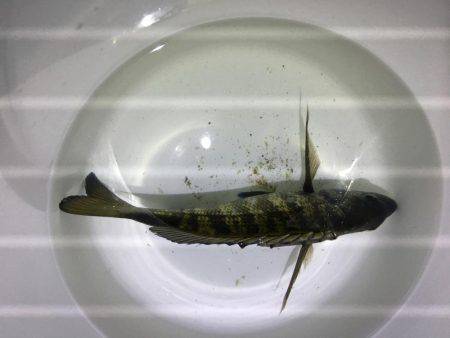 初めての天橋立