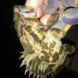 ぱっつぁんとロックフィッシュ