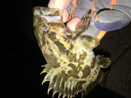 ぱっつぁんとロックフィッシュ