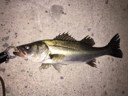 今シーズン初バチ