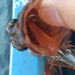 ロックフィッシュショート便で