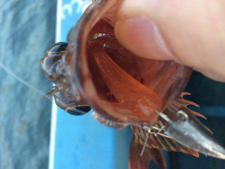 ロックフィッシュショート便で