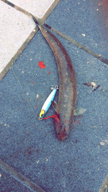 エギング薄し  エソ、ベイト多し