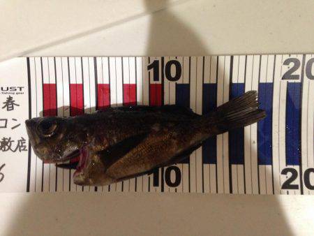 メバル釣れた、ダイソーやるね！