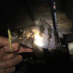 初泉南メバリング