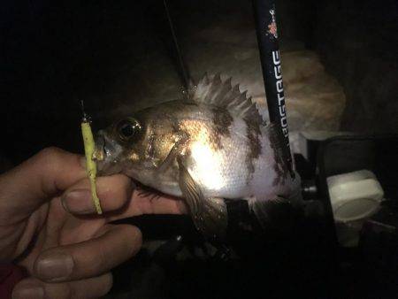 初泉南メバリング