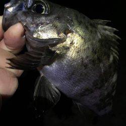 神明間メバリング