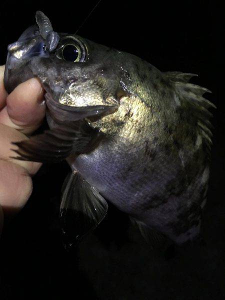 神明間メバリング