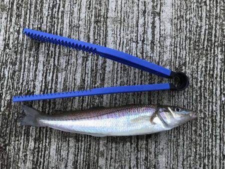 キス居てたー！