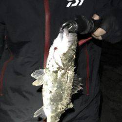 今年初チーバス