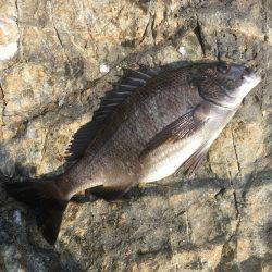 初 沖磯・チヌ釣り