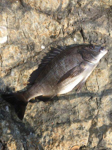 初 沖磯・チヌ釣り