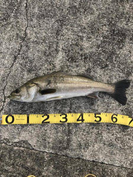 ナイスシーバス連発！