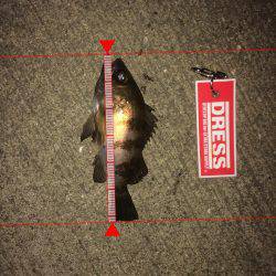 メ…メバリング！！