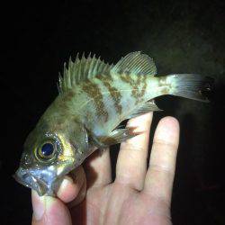 メバリング！！！