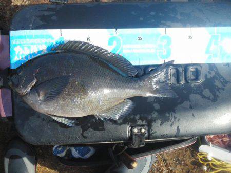 今回もグレ厳しかった・・