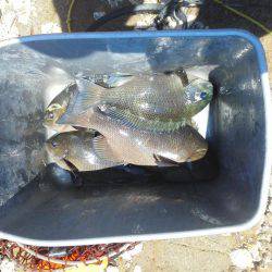 グレ少し釣れました・・・・