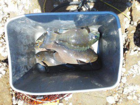 グレ少し釣れました・・・・