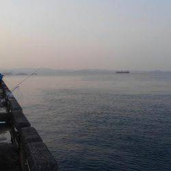 青物釣果に踊らされて…。