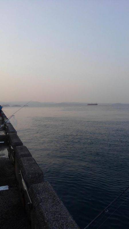 青物釣果に踊らされて…。