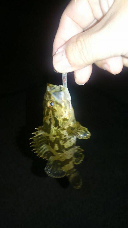 濃霧の中のメバリング