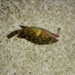 早朝メバリング