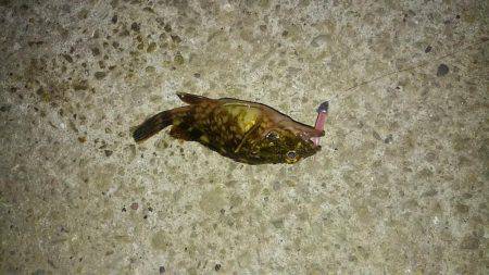 早朝メバリング