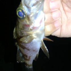 早朝メバリング