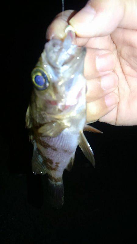 早朝メバリング