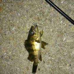 GW突入メバリング