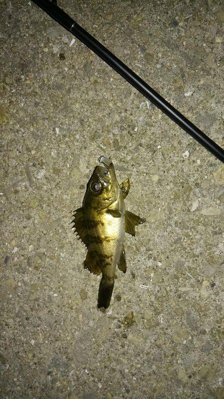 GW突入メバリング