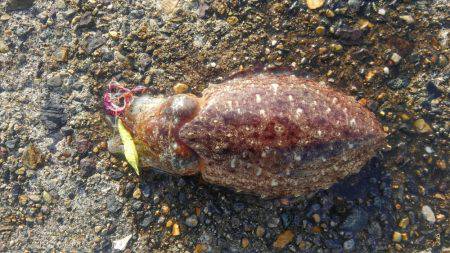 チニングでコウイカ