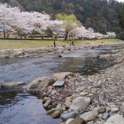 小柿渓谷アマゴ